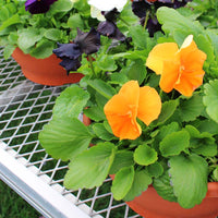 Pansy Inspire Plus Jack-O-Lantern Mix F1 Seed