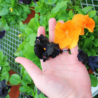 Pansy Inspire Plus Jack-O-Lantern Mix F1 Seed