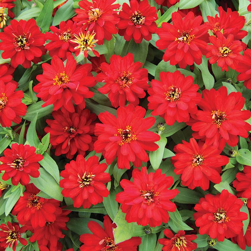 Zinnia Profusion Double Red Seed