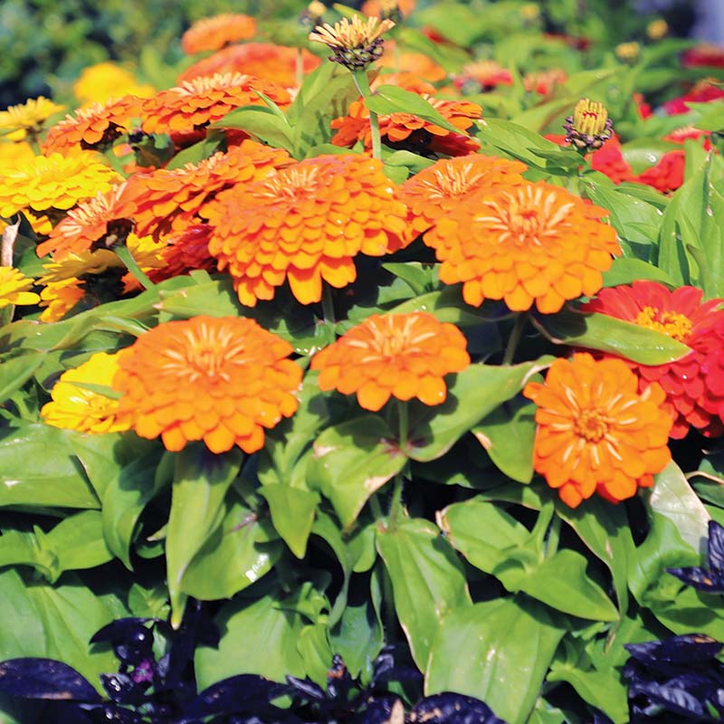 Zinnia Preciosa Orange F1 Seed