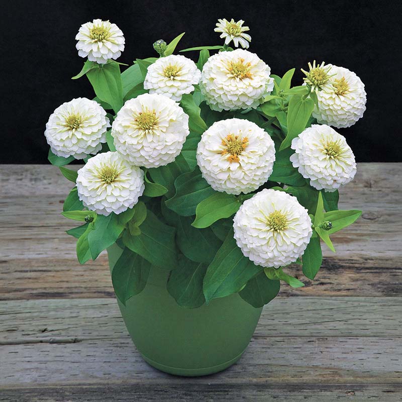 Zinnia Preciosa White F1 Seed