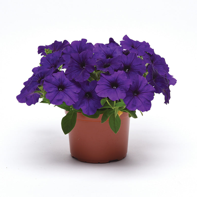 Petunia E3 Easy Wave Blue F1 Seed