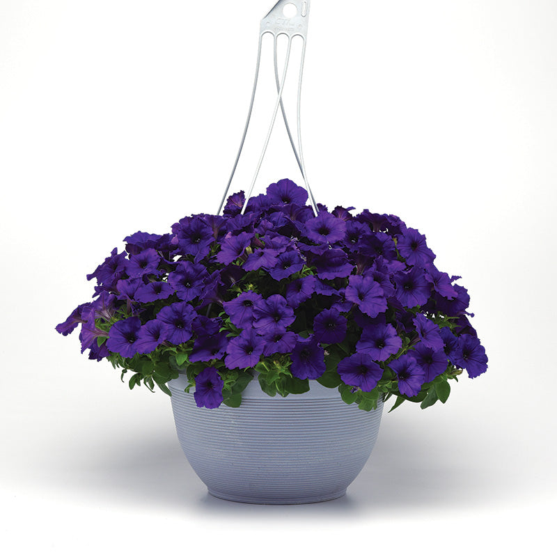 Petunia E3 Easy Wave Blue F1 Seed