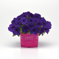 Petunia E3 Easy Wave Blue F1 Seed