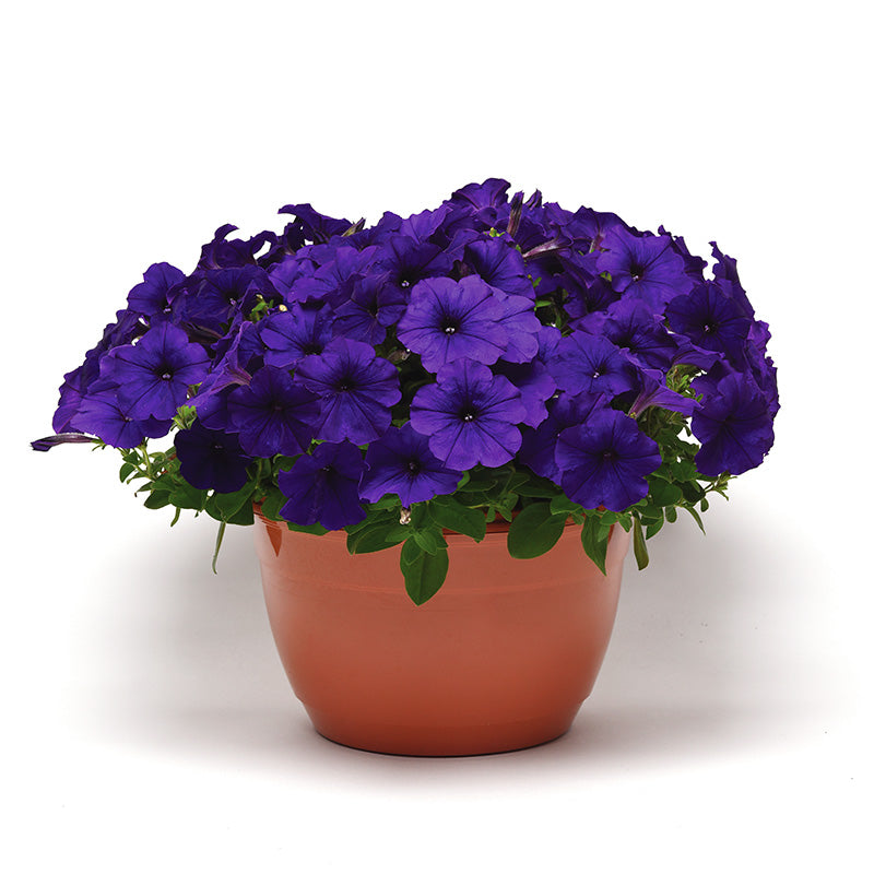 Petunia E3 Easy Wave Blue F1 Seed