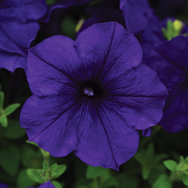 Petunia E3 Easy Wave Blue F1 Seed