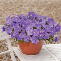 Petunia E3 Easy Wave Blue Sky F1 Seed