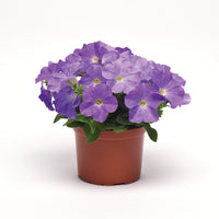 Petunia E3 Easy Wave Blue Sky F1 Seed