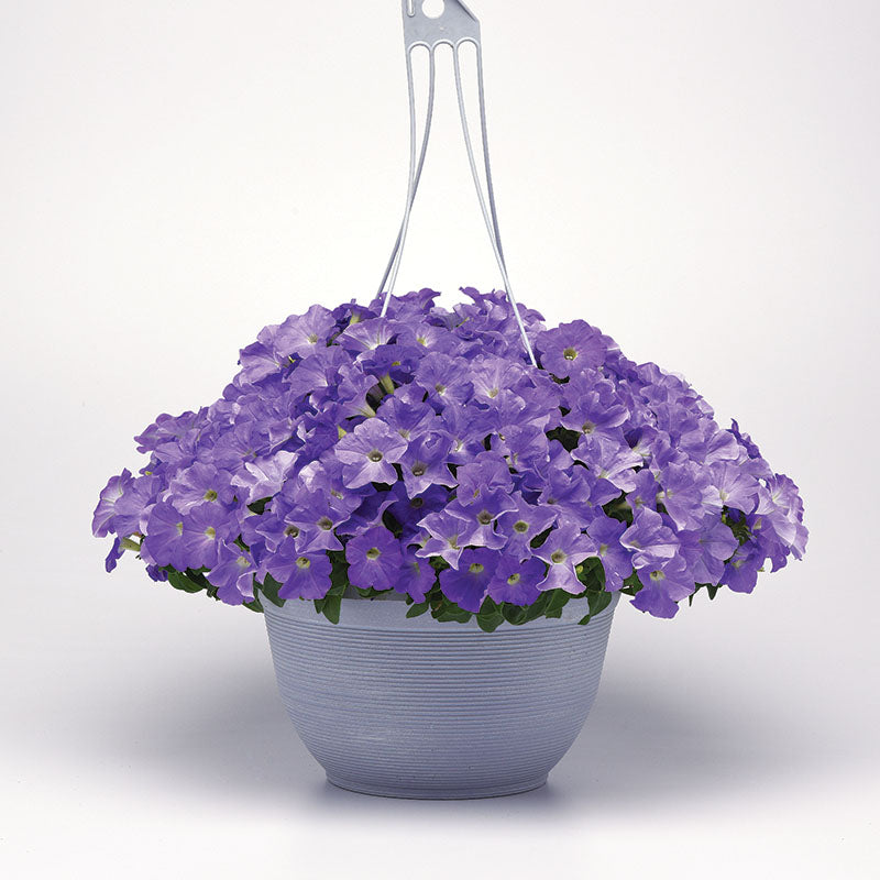 Petunia E3 Easy Wave Blue Sky F1 Seed