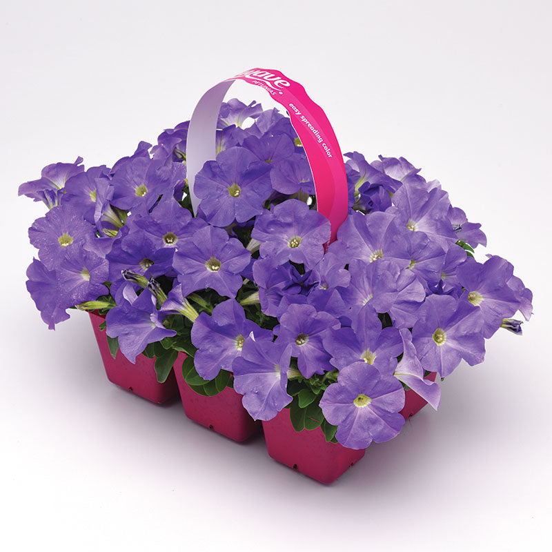 Petunia E3 Easy Wave Blue Sky F1 Seed