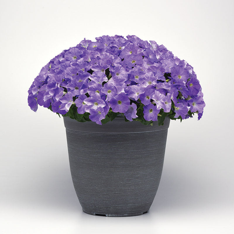 Petunia E3 Easy Wave Blue Sky F1 Seed