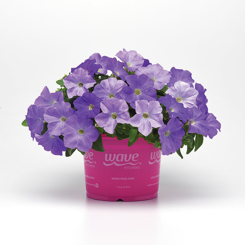 Petunia E3 Easy Wave Blue Sky F1 Seed