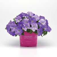 Petunia E3 Easy Wave Blue Sky F1 Seed