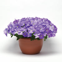 Petunia E3 Easy Wave Blue Sky F1 Seed