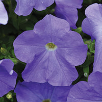 Petunia E3 Easy Wave Blue Sky F1 Seed