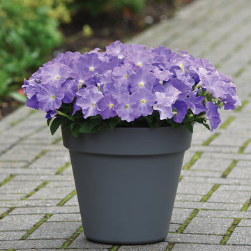 Petunia E3 Easy Wave Blue Sky F1 Seed