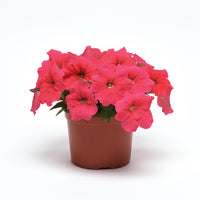 Petunia E3 Easy Wave Coral F1 Seed