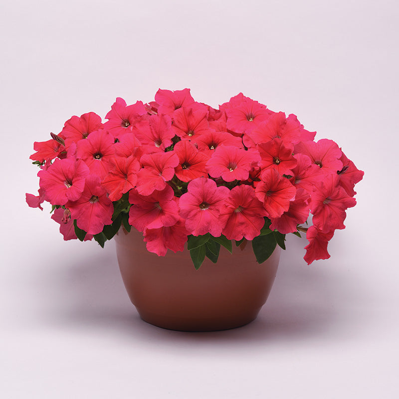 Petunia E3 Easy Wave Coral F1 Seed