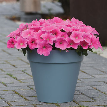 Petunia E3 Easy Wave Pink Cosmo F1 Seed