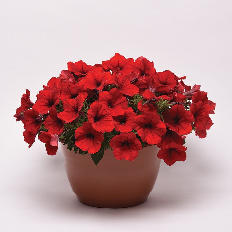 Petunia E3 Easy Wave Red F1 Seed