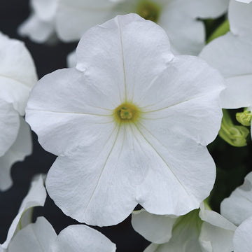 Petunia E3 Easy Wave White F1 Seed