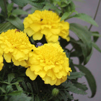 Marigold Super Hero Deep Yellow Seed