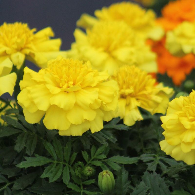 Marigold Super Hero Deep Yellow Seed