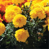 Marigold Super Hero Deep Yellow Seed