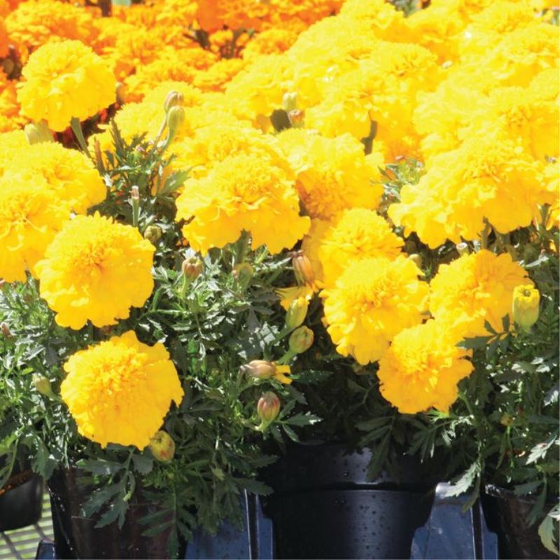 Marigold Super Hero Deep Yellow Seed