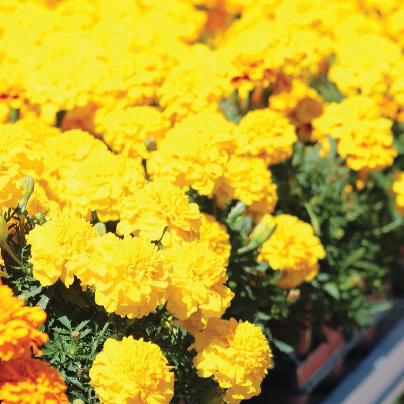 Marigold Super Hero Deep Yellow Seed