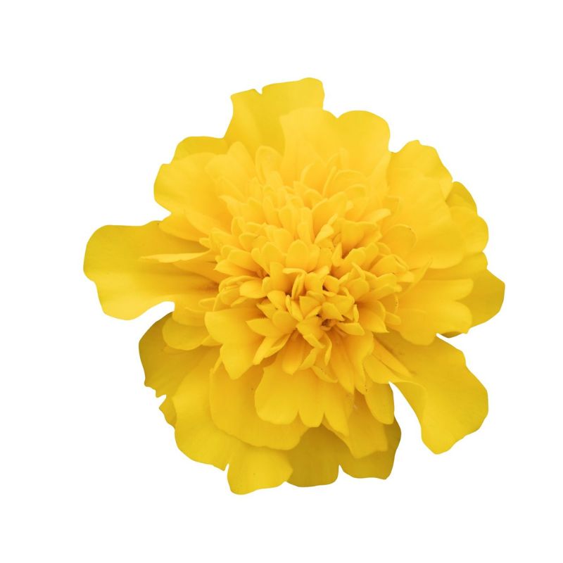 Marigold Super Hero Deep Yellow Seed