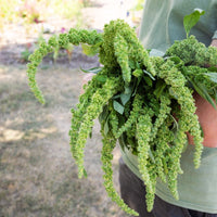 Amaranthus Green Thumb  Seed