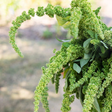 Amaranthus Green Thumb  Seed