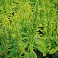 Amaranthus Green Thumb  Seed