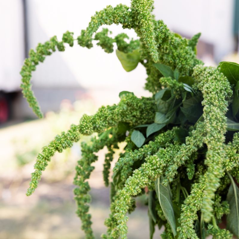 Amaranthus Green Thumb  Seed