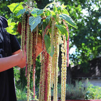 Amaranthus Mira Seed