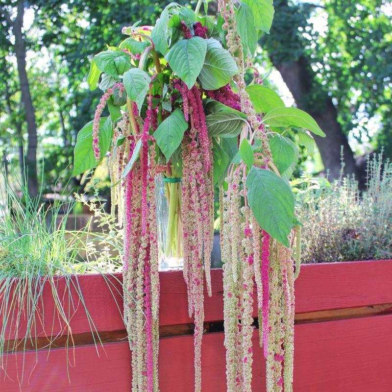 Amaranthus Mira Seed