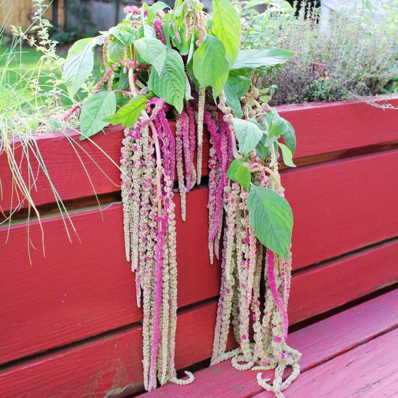 Amaranthus Mira Seed