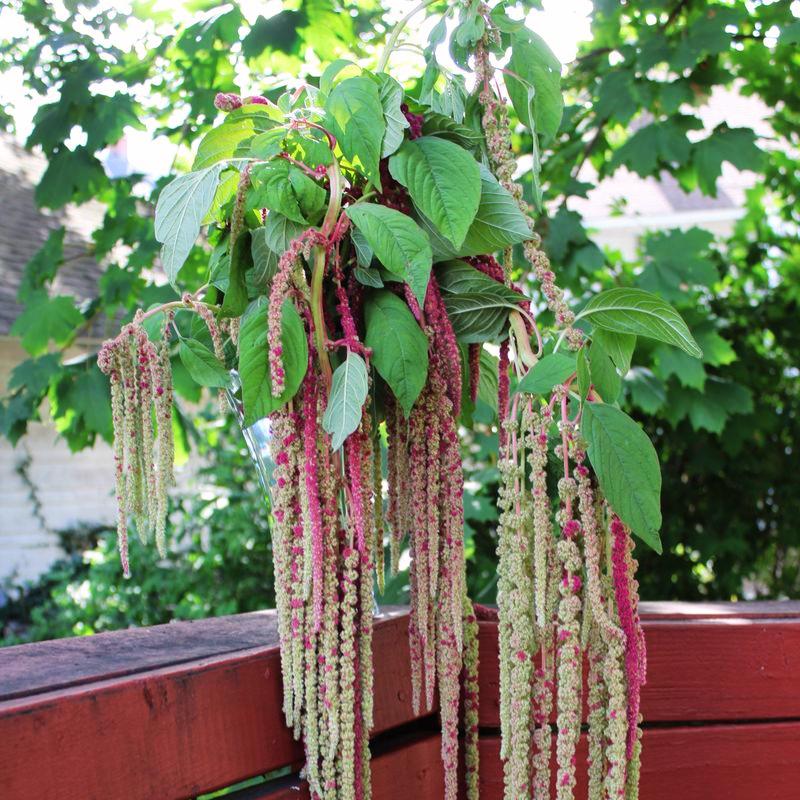 Amaranthus Mira Seed