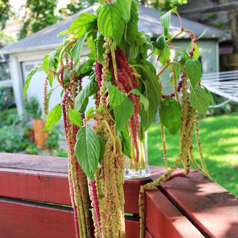 Amaranthus Mira Seed