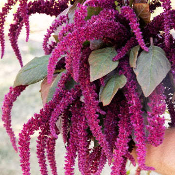 Amaranthus Oeschberg  Seed