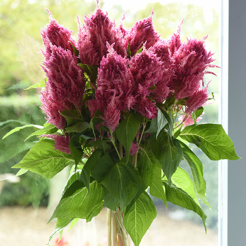 Celosia Sunday Bright Pink Seed