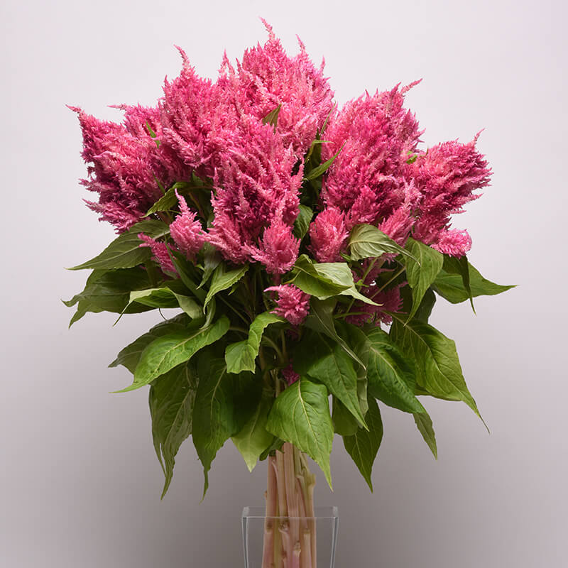 Celosia Sunday Bright Pink Seed