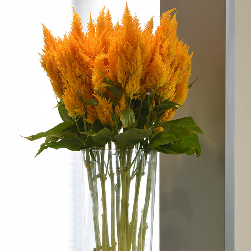 Celosia Sunday Gold Seed