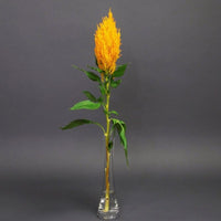 Celosia Sunday Gold Seed