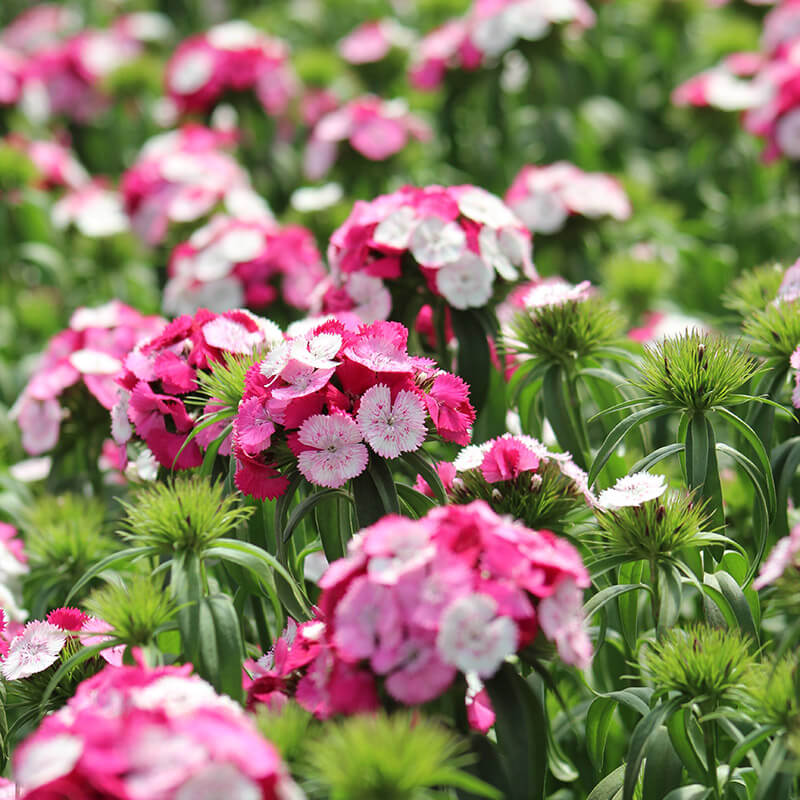 Dianthus Sweet Rose Magic F1 Seed