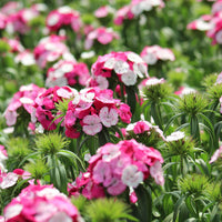 Dianthus Sweet Rose Magic F1 Seed