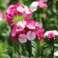 Dianthus Sweet Rose Magic F1 Seed