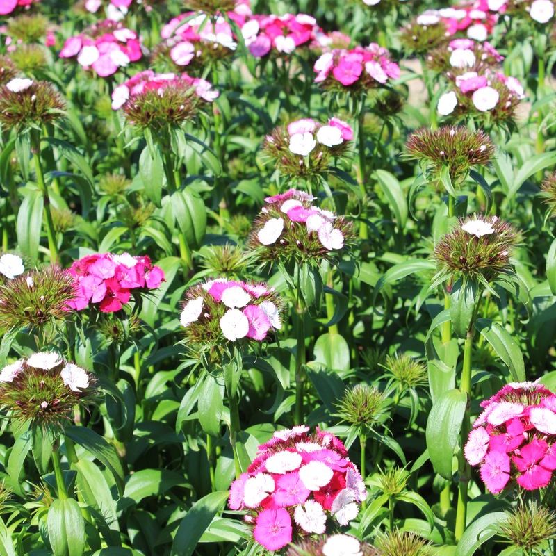 Dianthus Sweet Rose Magic F1 Seed