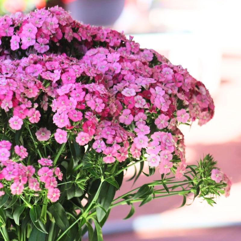 Dianthus Sweet Rose Magic F1 Seed